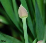 Allium nutans