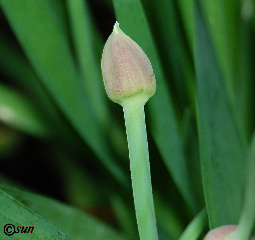 Image of Allium nutans specimen.