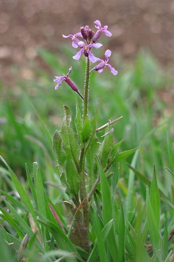 Image of Chorispora tenella specimen.