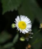 Erigeron annuus