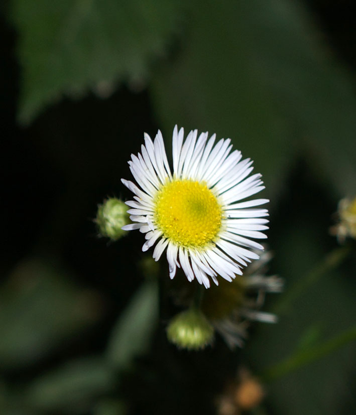 Image of Erigeron annuus specimen.