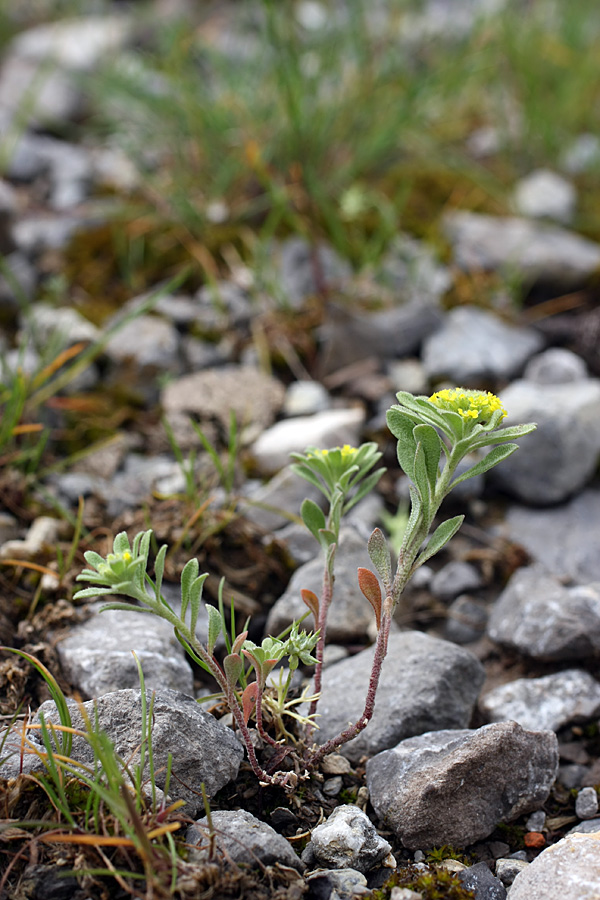 Image of genus Alyssum specimen.