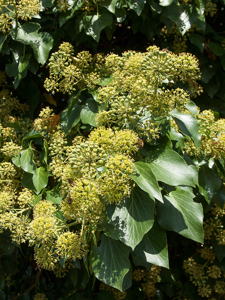 Image of Hedera helix specimen.