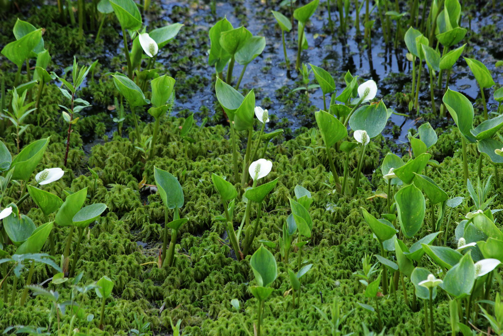 Image of Calla palustris specimen.