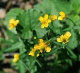 Ranunculus cassubicus. Верхушка цветущего растения (вид сверху). Московская обл., Раменский р-н, окр. ж.-д. платформы Хрипань, смешанный лес у ЛЭП, просека. 20.05.2015.
