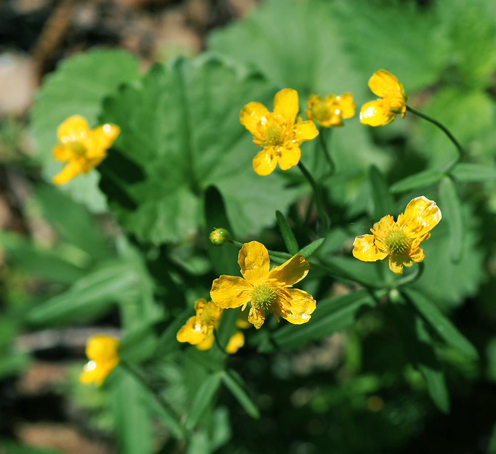 Изображение особи Ranunculus cassubicus.