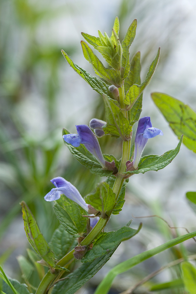 Изображение особи Scutellaria galericulata.