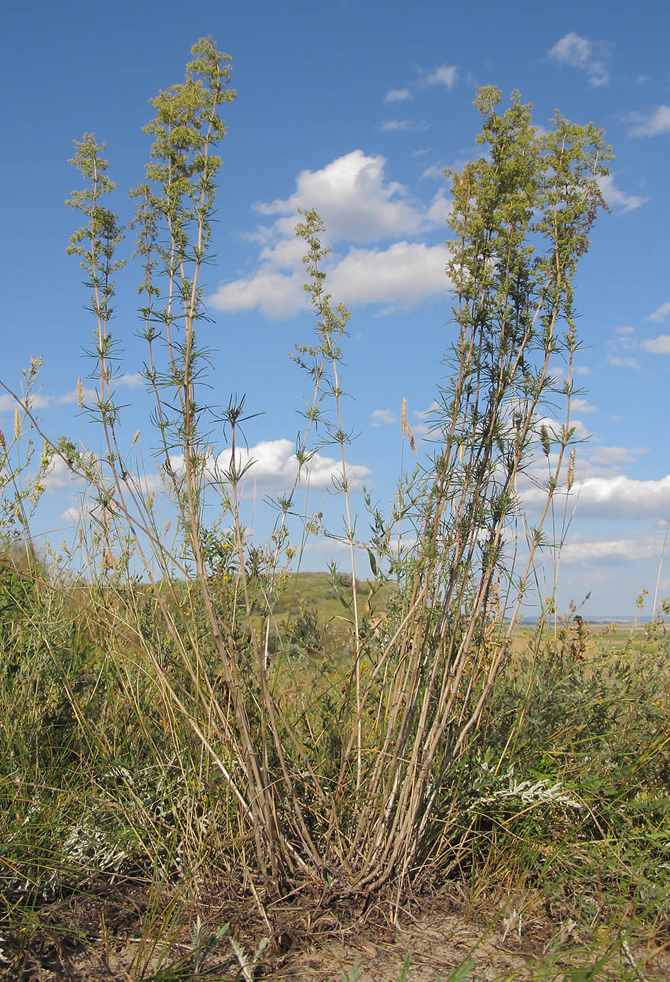 Изображение особи Galium verum.