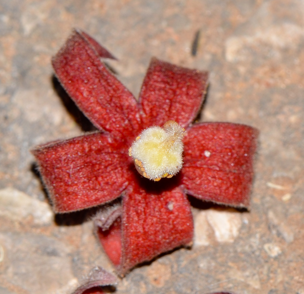 Image of Sterculia foetida specimen.