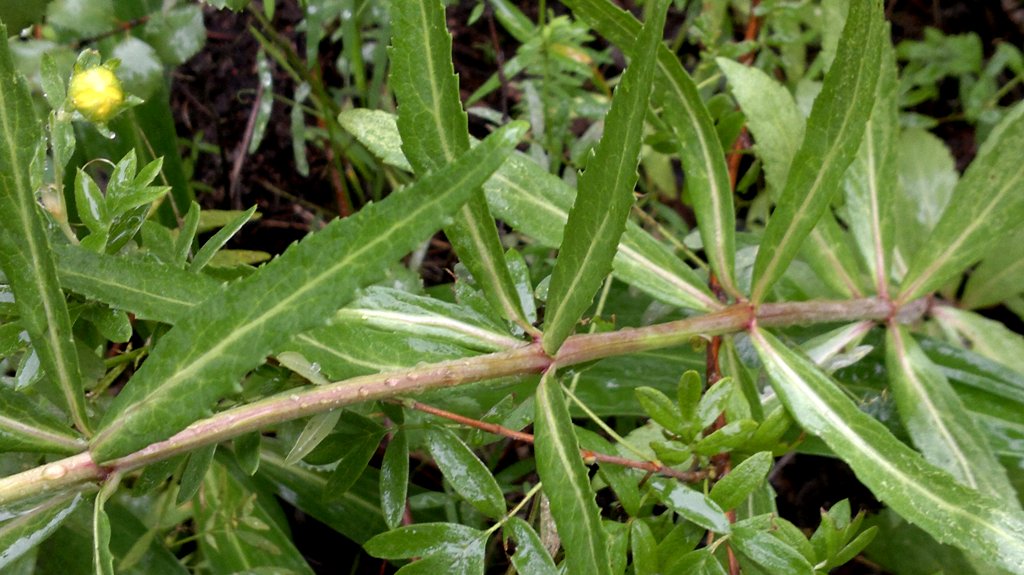 Image of Adenophora verticillata specimen.