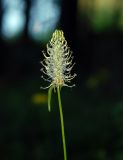 Phyteuma spicatum. Соцветие. Черногория, Динарское нагорье, горный массив Дурмитор, хвойный лес. 04.07.2011.