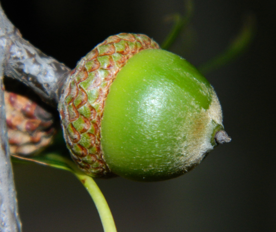 Изображение особи Quercus rubra.