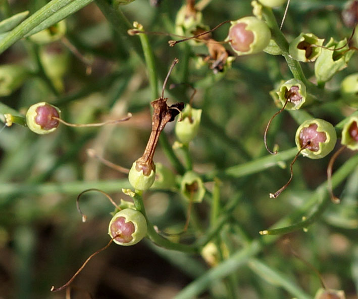 Изображение особи Dodartia orientalis.