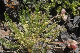 Astragalus skorniakowii
