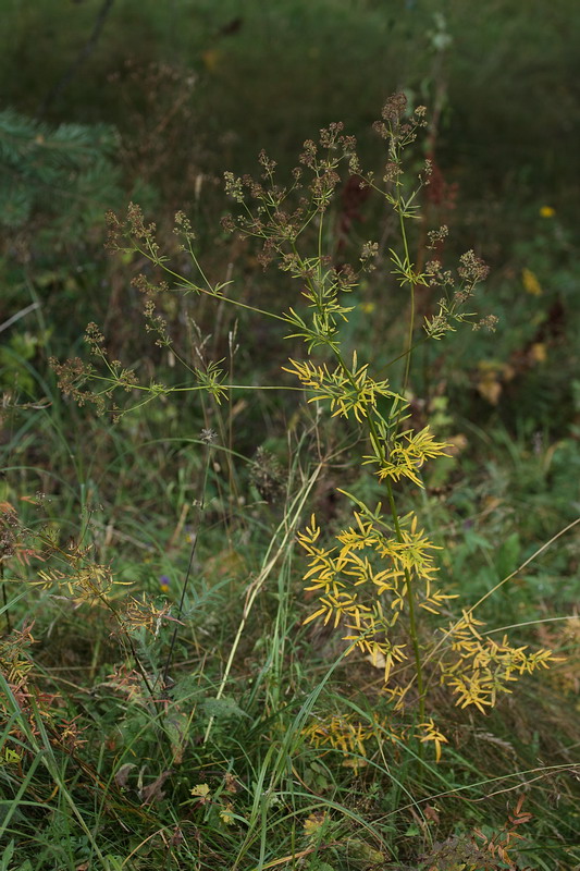 Изображение особи Thalictrum lucidum.