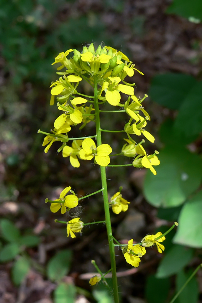 Image of Sisymbrium loeselii specimen.