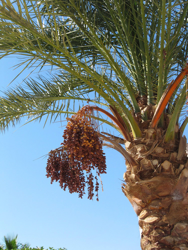 Image of Phoenix dactylifera specimen.