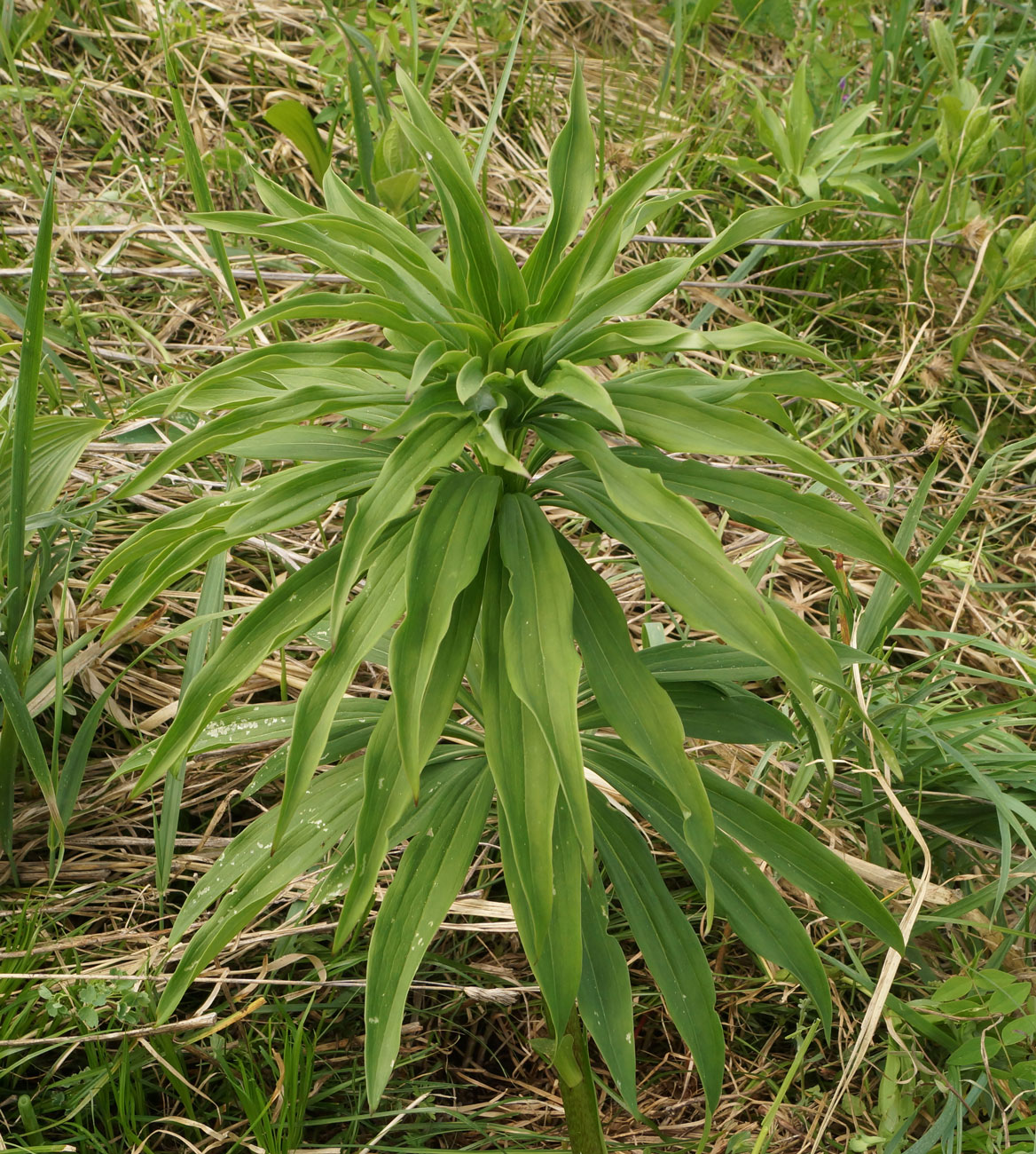 Image of Lilium pilosiusculum specimen.