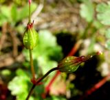 Geranium lucidum