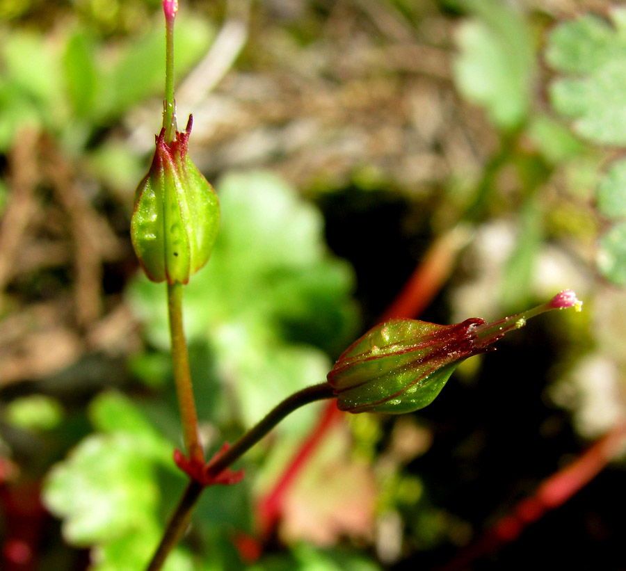 Image of Geranium lucidum specimen.