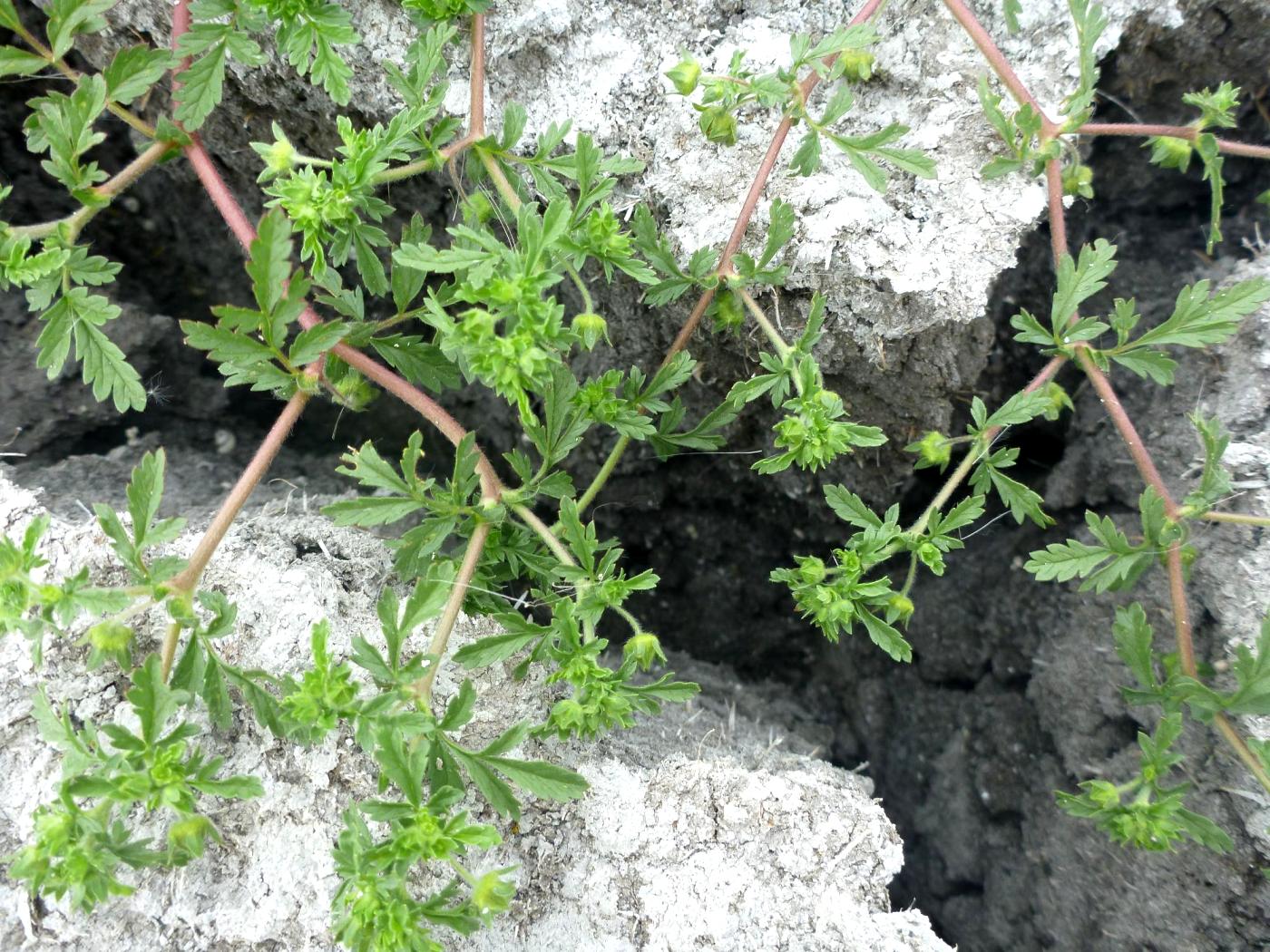 Image of Potentilla supina ssp. paradoxa specimen.