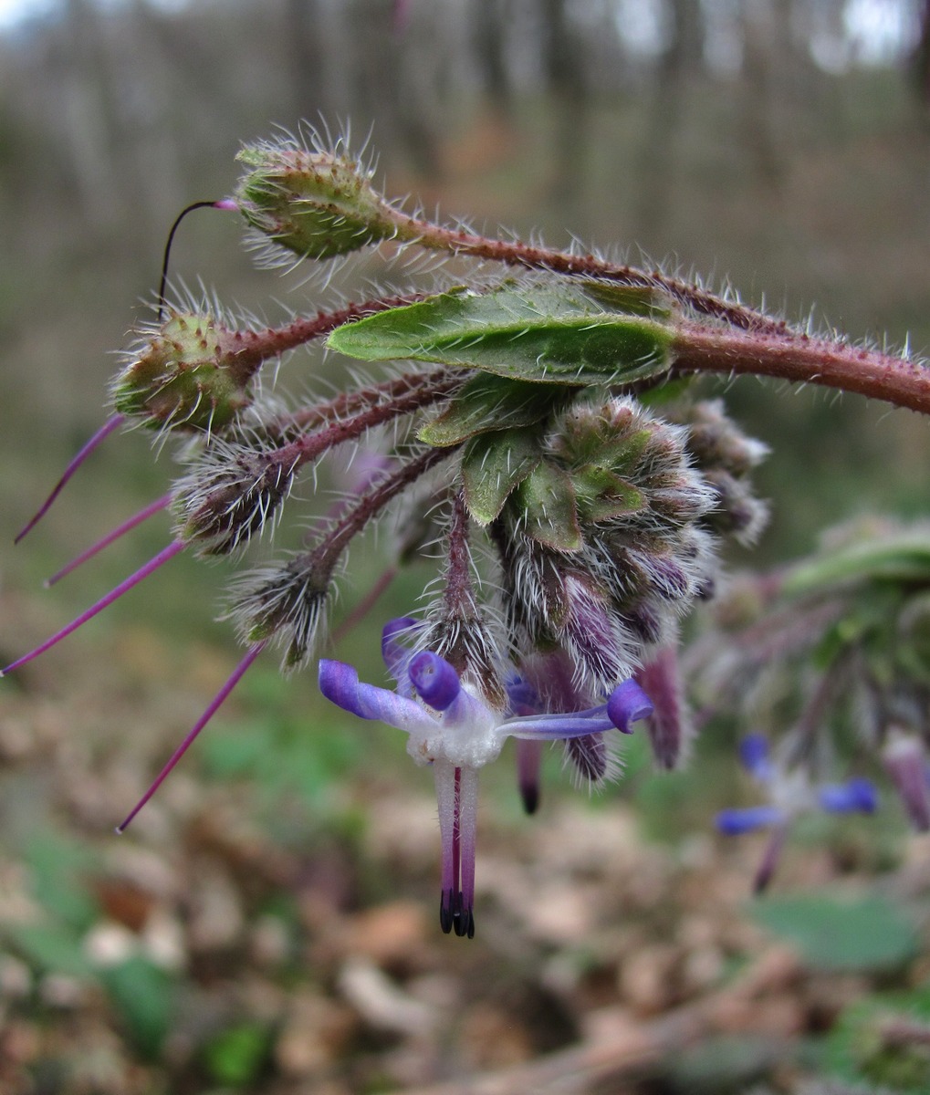 Изображение особи Trachystemon orientalis.