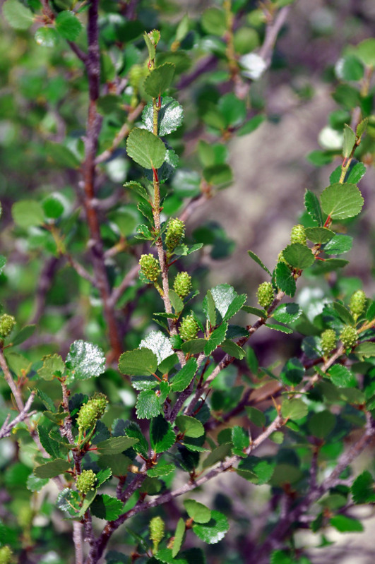 Image of Betula rotundifolia specimen.