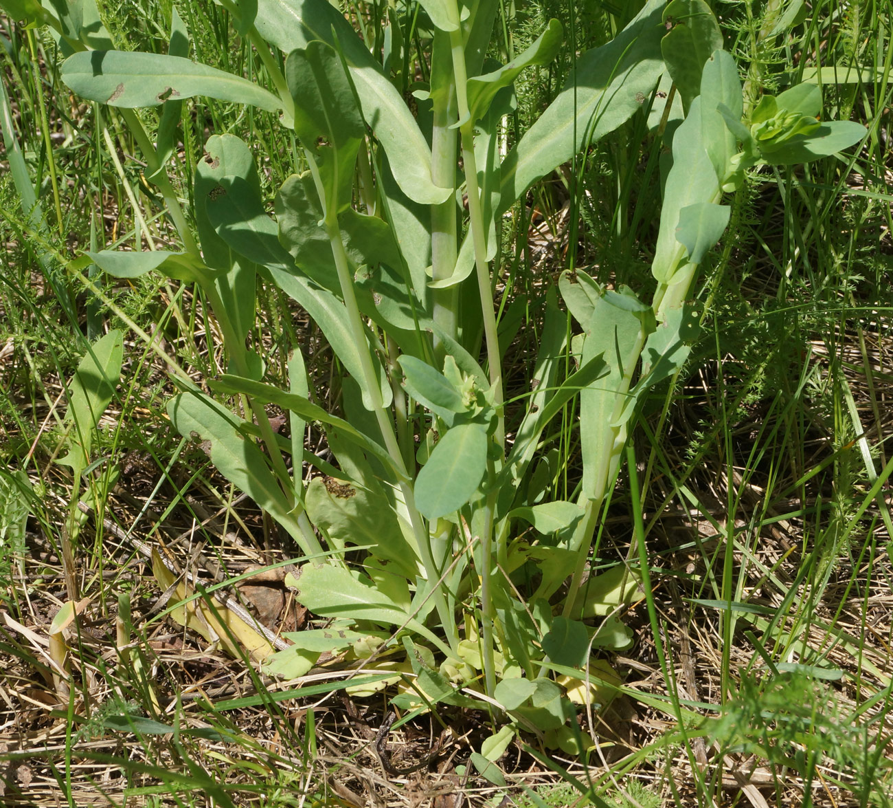 Image of Cerinthe minor specimen.