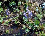 Corydalis pauciflora. Цветущее растение. Бурятия, Окинский р-н, перевал Черби (выс. около 2400 м н.у.м.), заболоченная горная тундра. 10.07.2015.