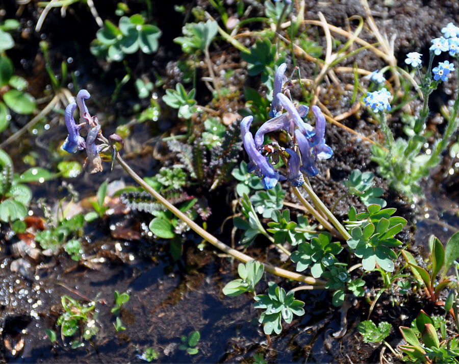 Image of Corydalis pauciflora specimen.