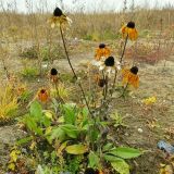 Rudbeckia hirta. Отцветающие растения на свалке. Томск. 04.10.2014.