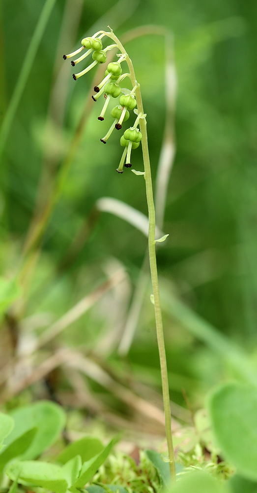 Изображение особи Orthilia secunda.