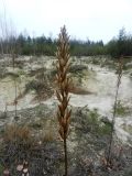 Oenothera biennis