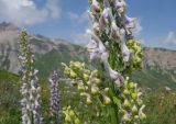 Aconitum orientale. Часть соцветия с бутонами и цветками. Адыгея, Кавказский биосферный заповедник, гора Гузерипль, субальпийский луг на вершине горы, ≈ 2150 м н.у.м. 26.07.2015.