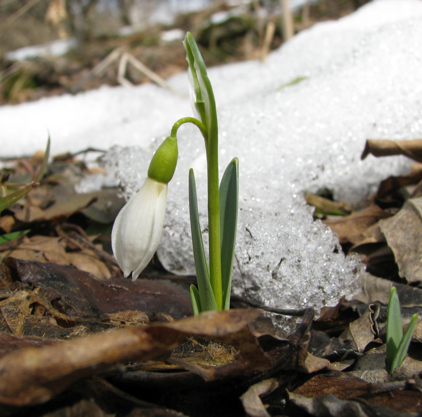 Image of Galanthus alpinus specimen.