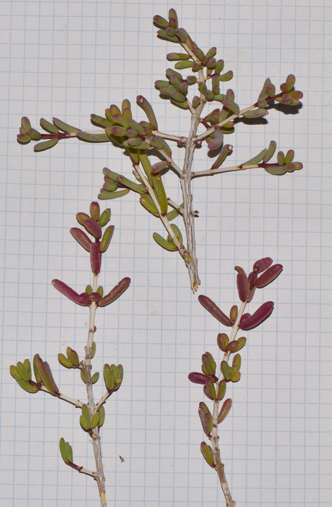 Image of Salsola divaricata specimen.