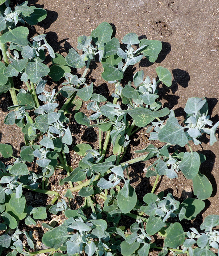 Изображение особи Chenopodium karoi.