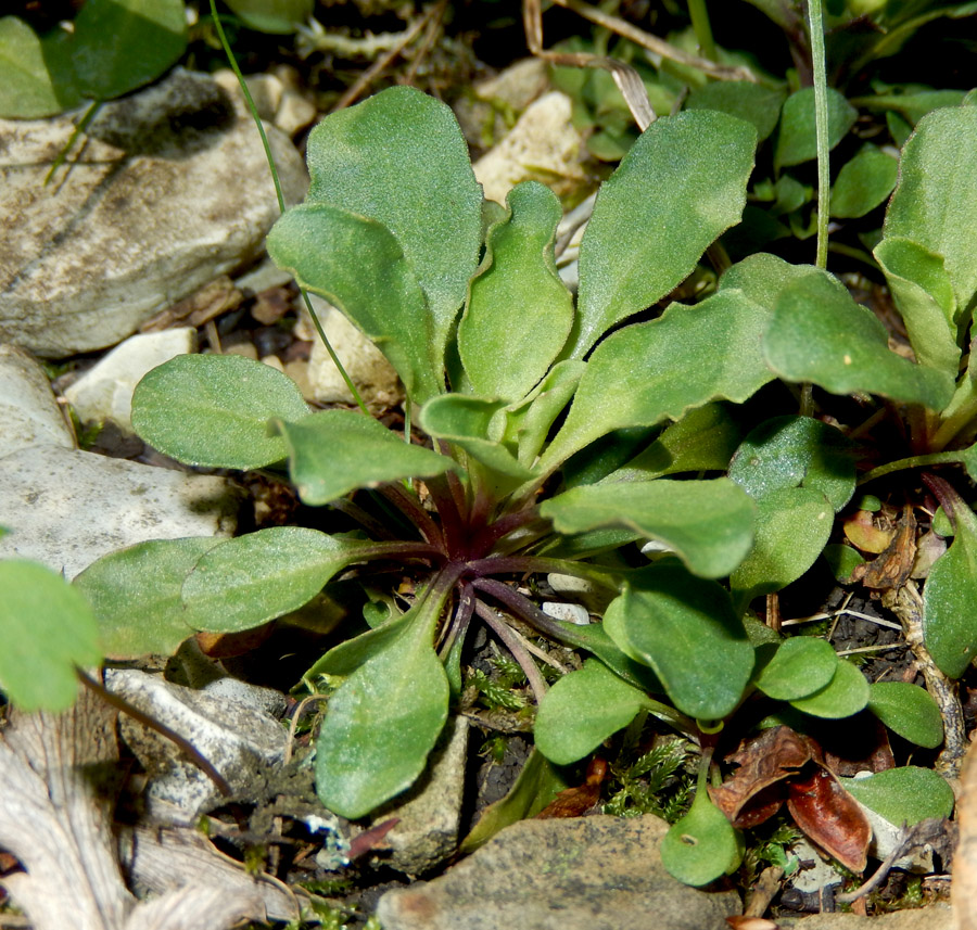 Image of Noccaea macrantha specimen.