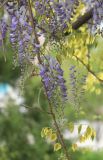 Wisteria sinensis