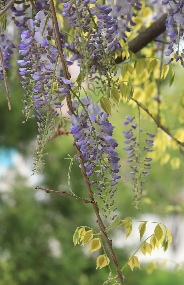 Изображение особи Wisteria sinensis.