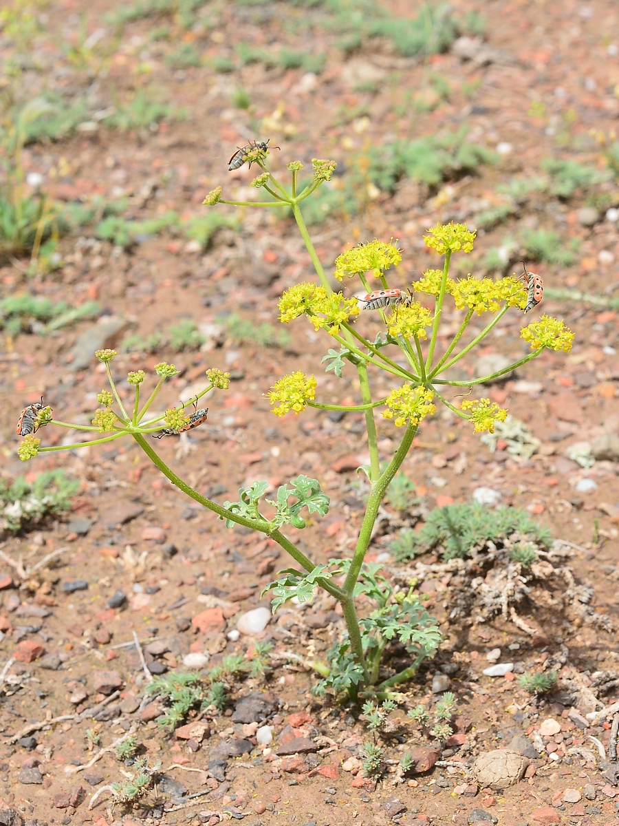 Изображение особи Ferula syreitschikowii.