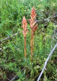 Orobanche caryophyllacea