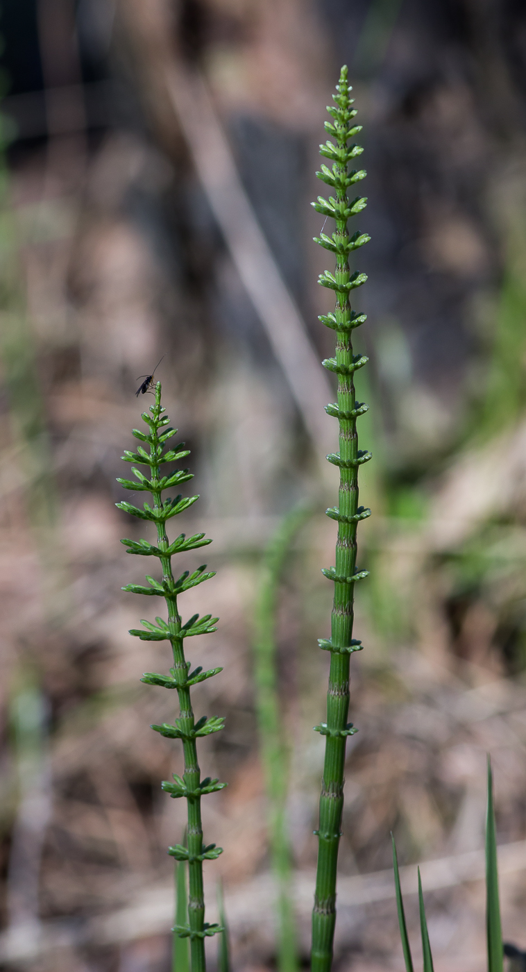 Image of Equisetum pratense specimen.