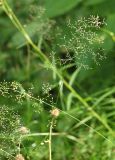 Agrostis tenuis. Соцветие. Санкт-Петербург, Пискарёвский парк. 31.07.2009.