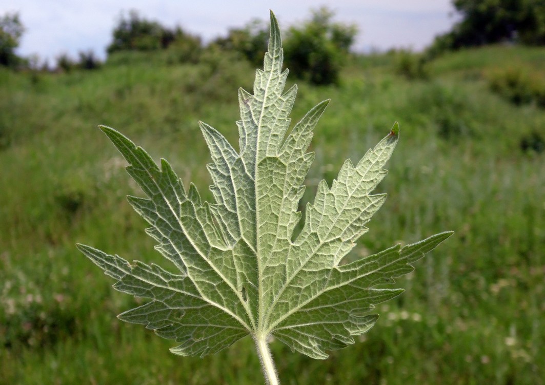 Изображение особи Leonurus quinquelobatus.