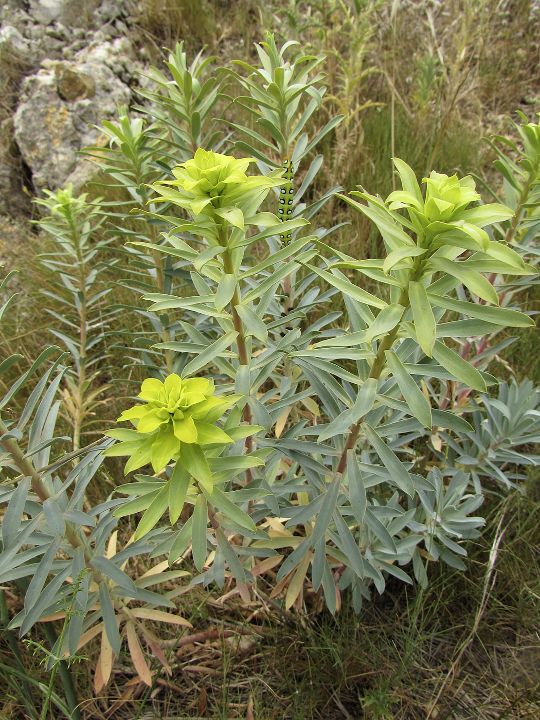 Изображение особи род Euphorbia.