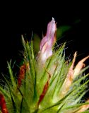 Trifolium angustifolium