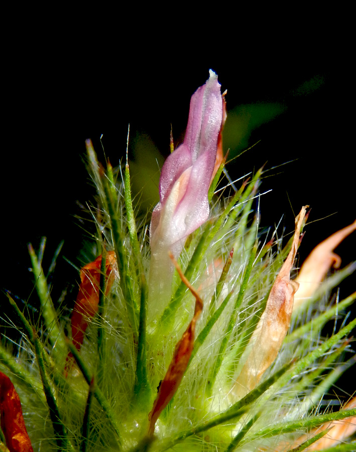 Image of Trifolium angustifolium specimen.