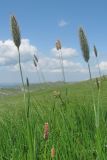 Alopecurus pratensis. Верхушки цветущих растений. Горный Крым, верхнее плато массива Чатыр-Даг, горный луг. 20.06.2016.