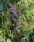 Salvia verticillata